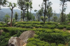 OLYMPUS DIGITAL CAMERA OLYMPUS DIGITAL CAMERA