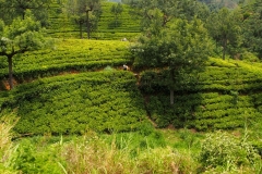 OLYMPUS DIGITAL CAMERA OLYMPUS DIGITAL CAMERA