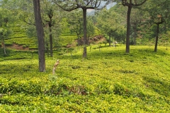 OLYMPUS DIGITAL CAMERA OLYMPUS DIGITAL CAMERA