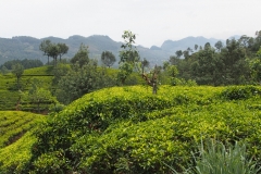 OLYMPUS DIGITAL CAMERA OLYMPUS DIGITAL CAMERA