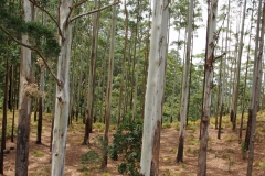 OLYMPUS DIGITAL CAMERA OLYMPUS DIGITAL CAMERA