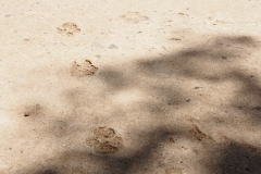 OLYMPUS DIGITAL CAMERA OLYMPUS DIGITAL CAMERA