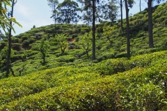 OLYMPUS DIGITAL CAMERA OLYMPUS DIGITAL CAMERA