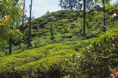 OLYMPUS DIGITAL CAMERA OLYMPUS DIGITAL CAMERA