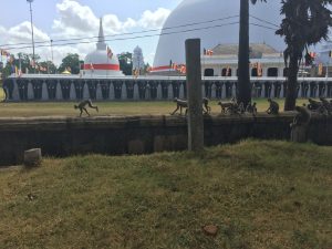 Monkeys by the dagoba