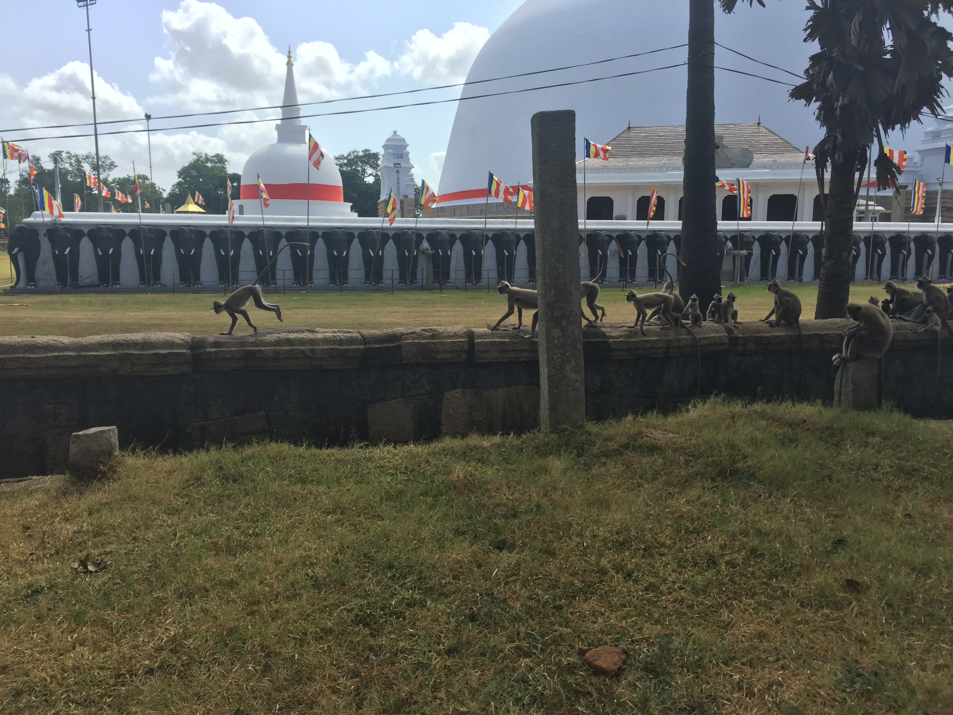 Monkeys by the dagoba